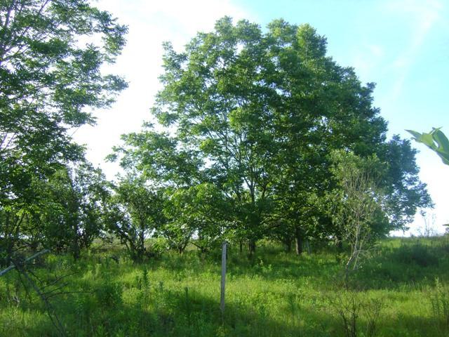 Nóz Pecan: frutífera e uma ótima opção de sombra