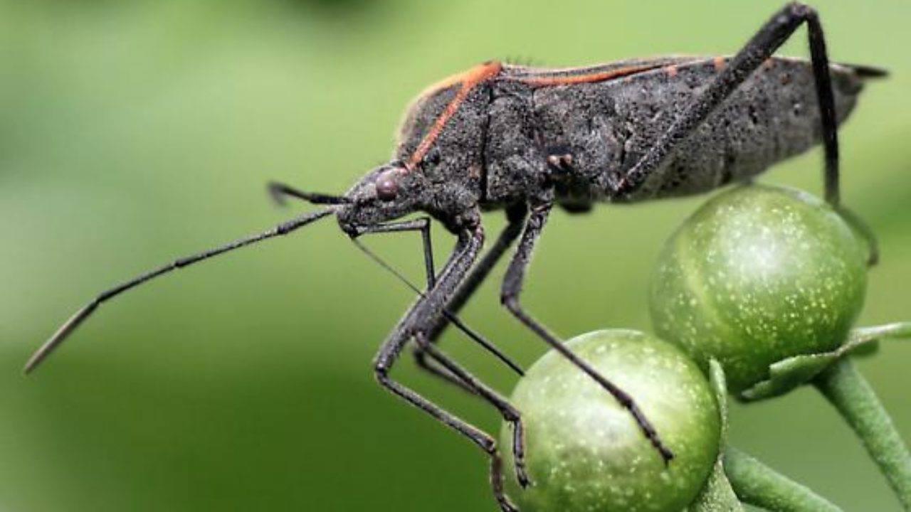 'Fede Fede' ou Percevejo: a praga dos enormes prejuizos