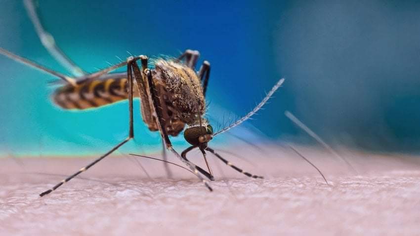 Sempre é hora de combater a dengue