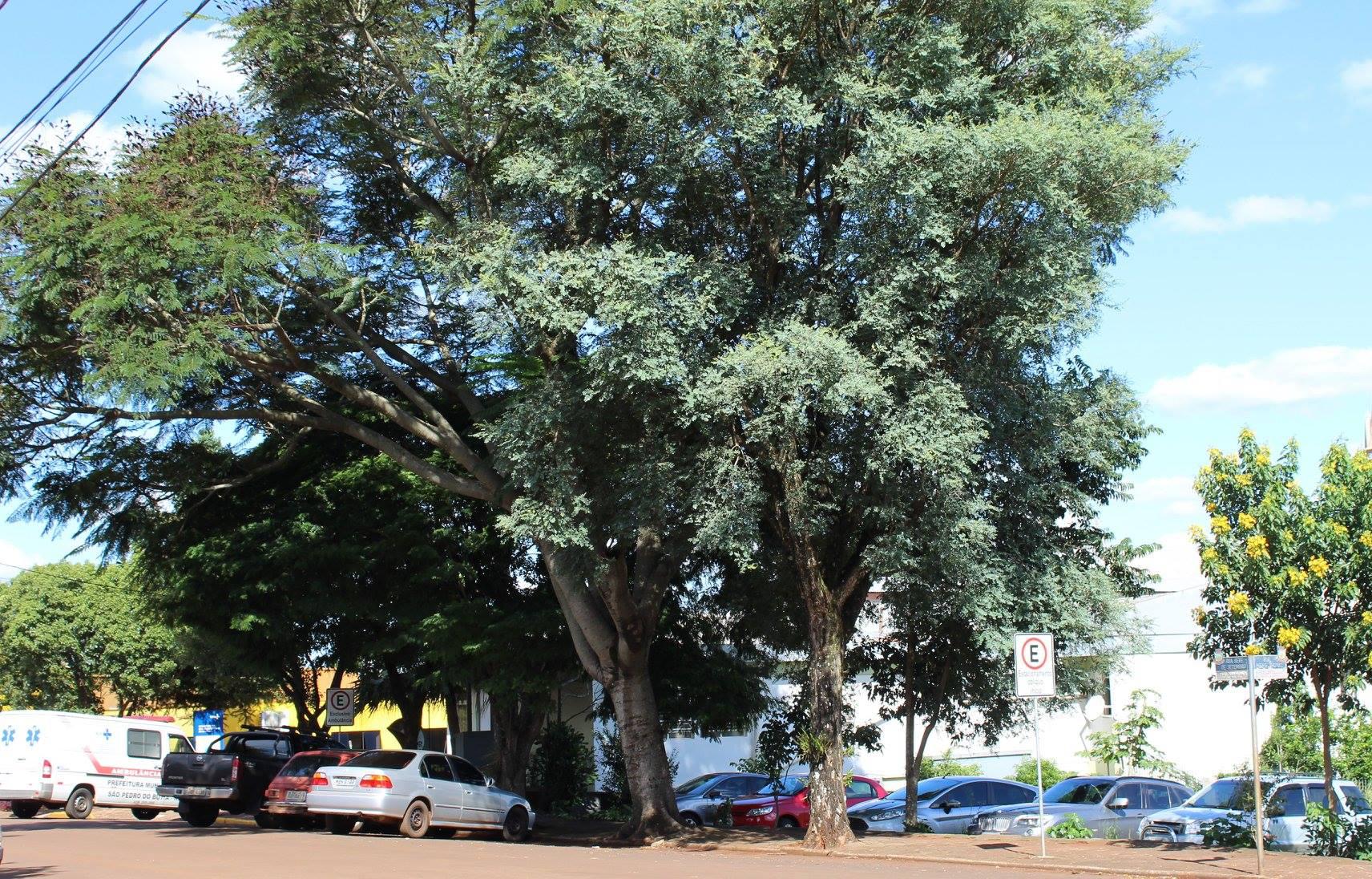 Arborização das Ruas, Avenidas, Parques e Praças