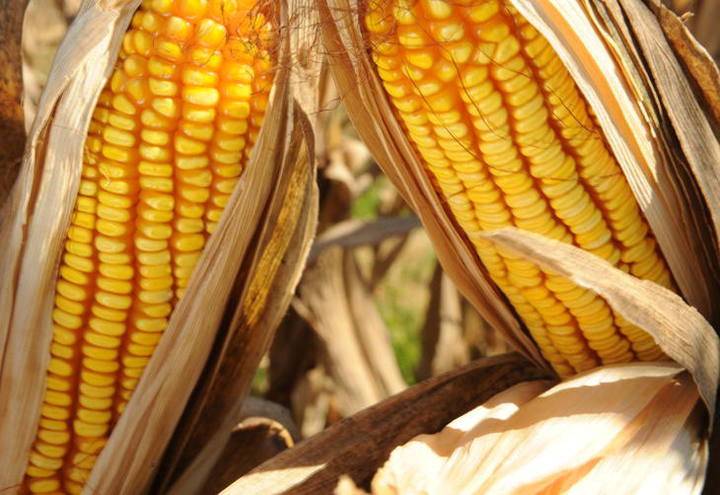 Projeto de Distribuição de Sementes de Milho para Produtores de Leite do RS