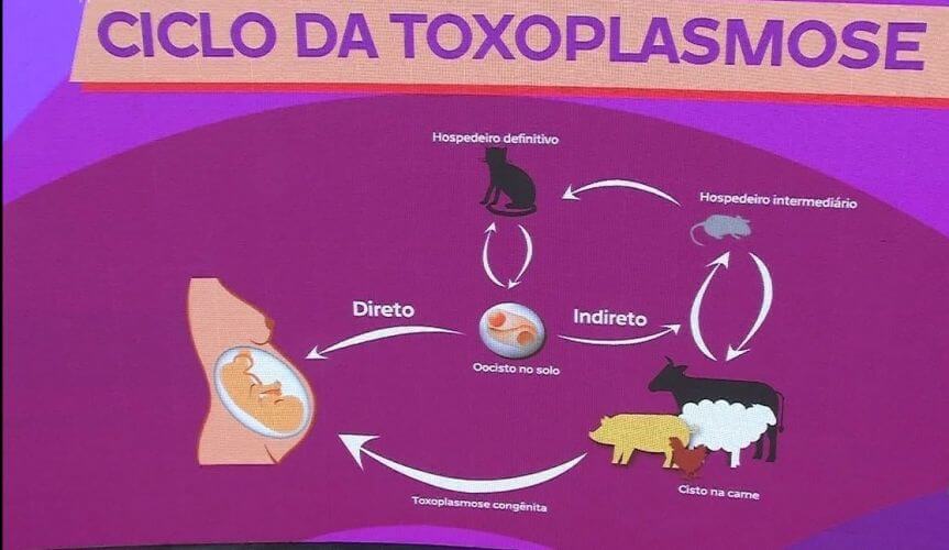 Desmitificando a toxoplasmose