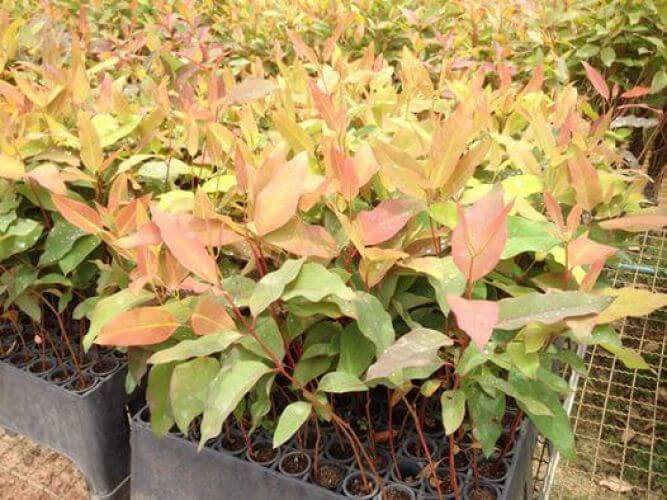 RESERVA DE MUDAS DE EUCALIPTO CLONADO