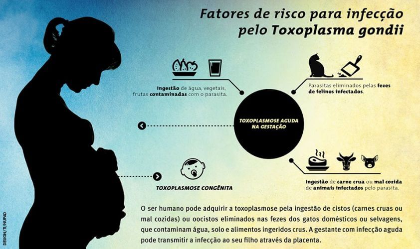 TOXOPLASMOSE: GRÁVIDAS NÃO PRECISAM SE DESFAZER DE SEUS GATOS