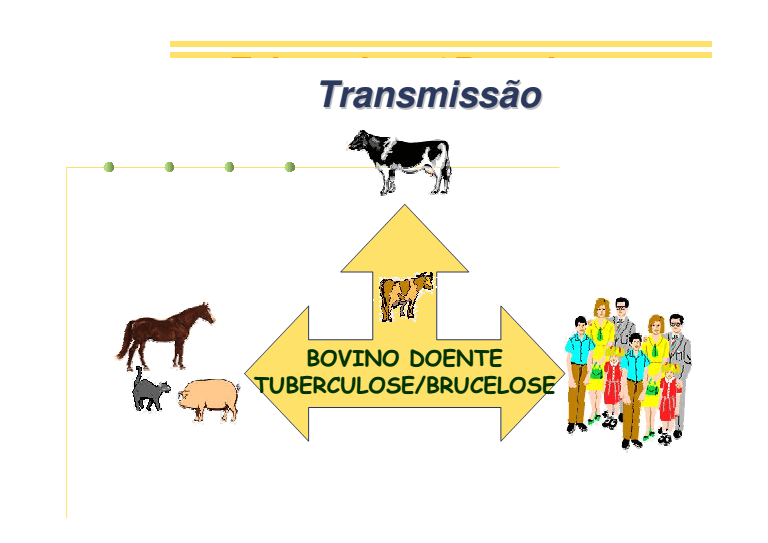 Tuberculose Bovina