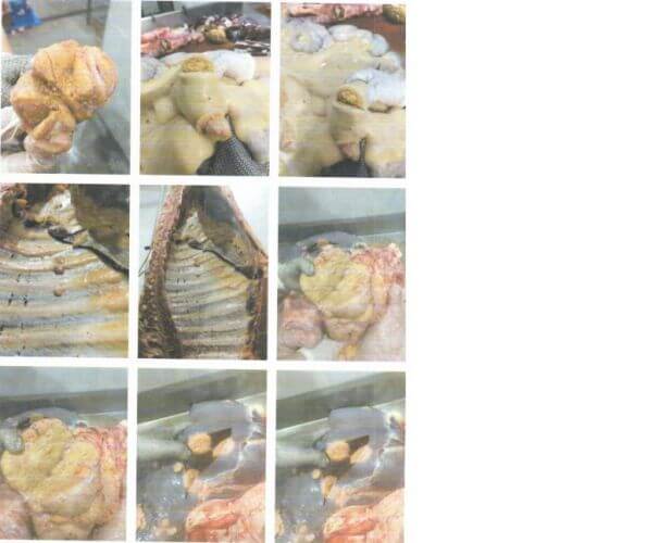 Tuberculose bovina e seus riscos à saúde pública