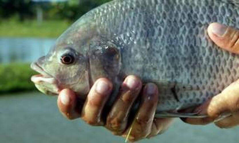 Encomenda de Alevinos 