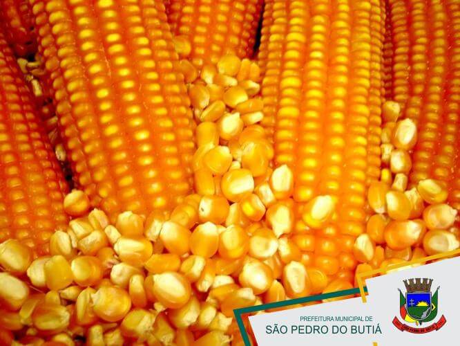 PAGAMENTO DA SEMENTE DE MILHO SAFRINHA 2014/2015